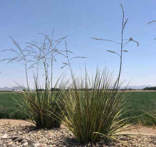 Hesperaloe funifera