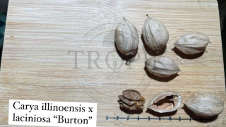 Ořechovec Hikan "Burton" - Carya laciniosa x C. illinoensis, 3 čerstvá semena