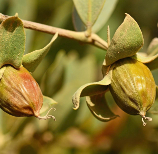 Jojoba kalifornská - Simmondsia chinensis