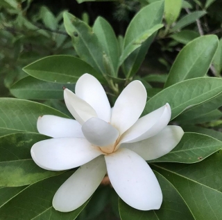 Magnolia virginiana, semenáč odrůdy Ice Crystal - šácholan viržinský