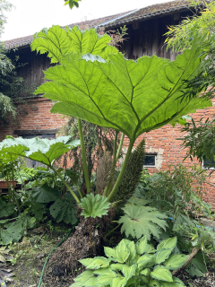 Barota rukávovitá - Gunnera manicata