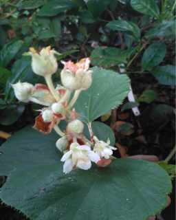 Obrolistý ostružiník - Rubus irenaeus