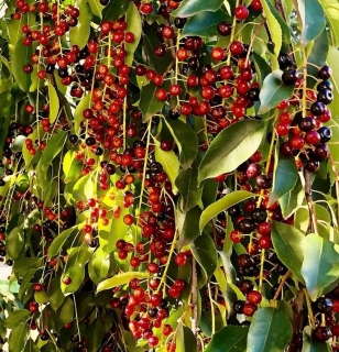 Střemcha pozdní - Prunus serotina, 15 semen