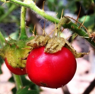 "Liči Rajče - Mamoncillo" - Solanum sisymbriifolium, 20 semen