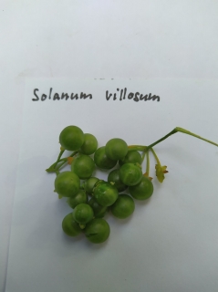 Lilek chlupatý - Solanum villosum, 30 semen