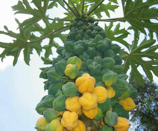 Horská papája - Carica (=Vasconcellea) pubescens, 15 semen