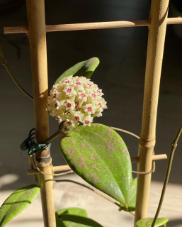 Hoya wibergiae - Řízek
