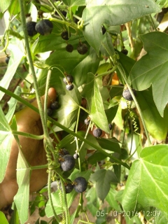 Mučenka korková - Passiflora suberosa, 20 semen