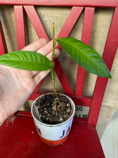 Philodendron inaequilaterum, velká
