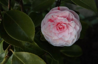Kamélie japonská "Bonomiana" - Camellia japonica