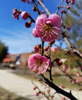 Meruňka japonská "Rosa" - Prunus mume