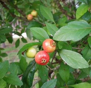 Májový hloh - Crataegus opaca "Mason´s Superberry", "Texas Superberry"