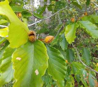 Buk velkolistý - Fagus grandifolia 