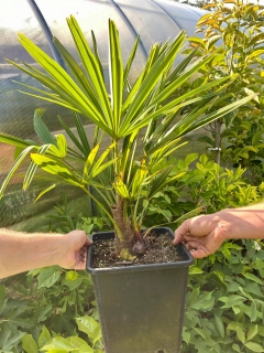 Trachycarpus fortunei Bulgaria "z plantáže" 50/60 cm, kmen 15/20 cm, K10L