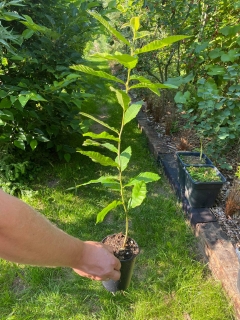 Hybridní kaštanovník - Castanea mollissima x sativa 30/50 cm
