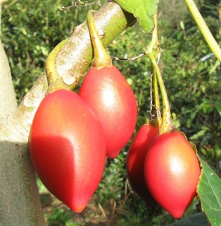 Rajčenka, "Tamarillo" - Cyphomandra betacea, 15 semen