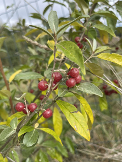 Hlošina okoličnatá, Ruby, sem. - Elaeagnus umbellata 