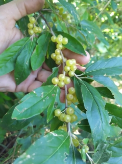 Hlošina okoličnatá žlutoplodá, Amber, sem. - Elaeagnus umbellata 