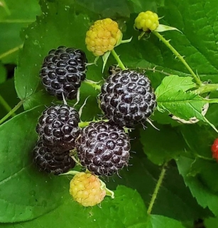 Ostružiník západní, "černý maliník" - Rubus occidentalis