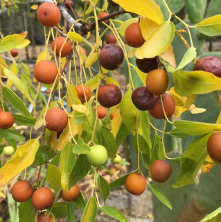 Cicimek trnitý - Ziziphus jujuba var. spinosa