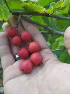 Hloh Pringlův - Crataegus pringlei (=C. coccinea var. pringlei)