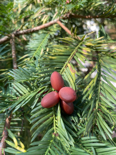 Hlavotis Fortuneův, "tisová švestka" - Cephalotaxus fortunei