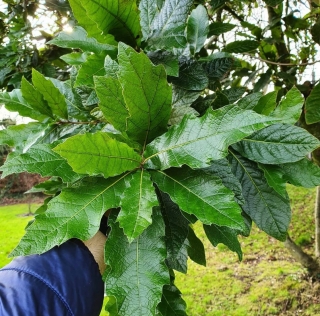 Dub lokvátolistý (stálezelený) - Quercus rysophylla "Maya", roubovaný