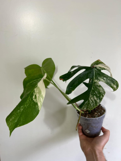 A. Monstera albovariegata, zakořeněná v hydroponii