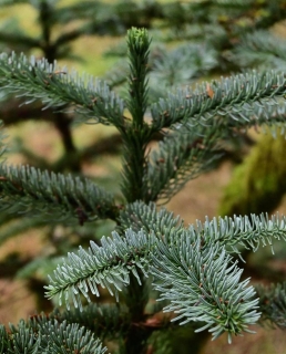 Jedle vznešená - Abies nobilis (=A. procera)