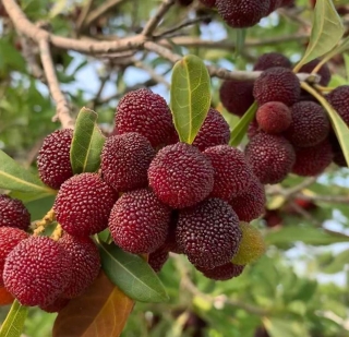 Voskovník červený, Yangmei - Myrica rubra (Morella rubra), 12 semen