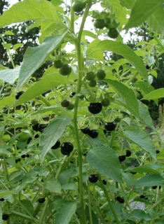 Lileček poléhavý - Jaltomata procumbens, 30 semen