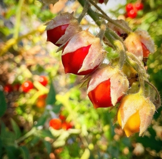 "Liči Rajče - Sweetheart" - Solanum sisymbriifolium, 20 semen