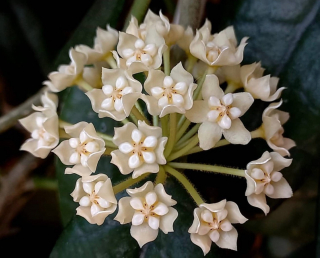 Hoya globulosa