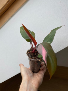 Philodendron Pink princess F