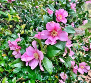 Kamélie sazanka "New Dawn" - Camellia sasanqua