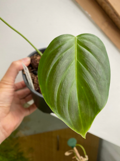 Philodendron queletii "round form", MM