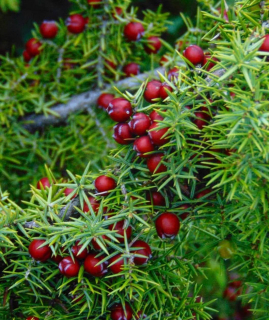 Jalovec červenoplodý - Juniperus oxycedrus