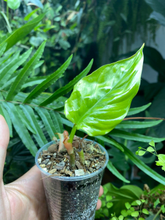 Philodendron ernestii ecuador