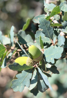 Dub modrý - Quercus douglasii (Redding, CA)