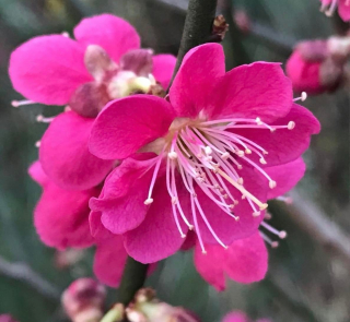 Meruňka japonská "Benishidori" - Prunus mume