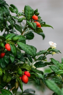 Tlustoslupka latnatá - Murraya paniculata