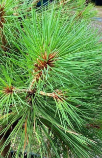 Borovice Jeffreyova  - Pinus jeffreyi