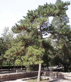 Borovice čínská - Pinus tabuliformis