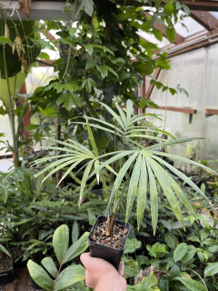 Calamus sp. Thailand, 40 cm - ratanová palma