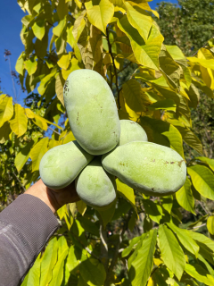 Muďoul trojlaločný - Asimina triloba, 8 strat. semen odr. Mary Foos Johnson