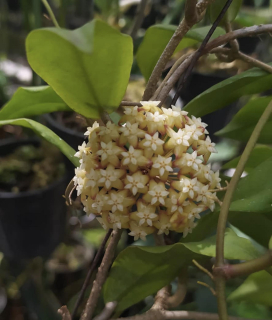 Hoya crassicaulis - Řízek