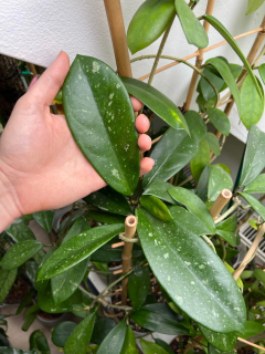 Hoya gonoloboides - Řízek