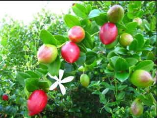 Voskovec velkoplodý, "Natalská švestka" - Carissa macrocarpa