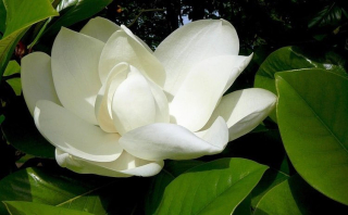 Šácholan velkokvětý - Magnolia grandiflora Nantais, 100 cm