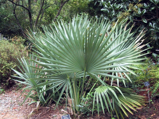 Sabal minor (pravý) - skutečně mrazuvzdorná palma